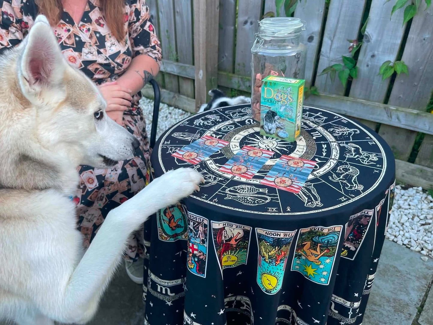 Paws for thought - Canine Connection